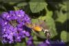 Macroglossum stellatarum