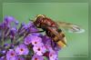 Groe Waldschwebfliege auf Sommerfliederblte